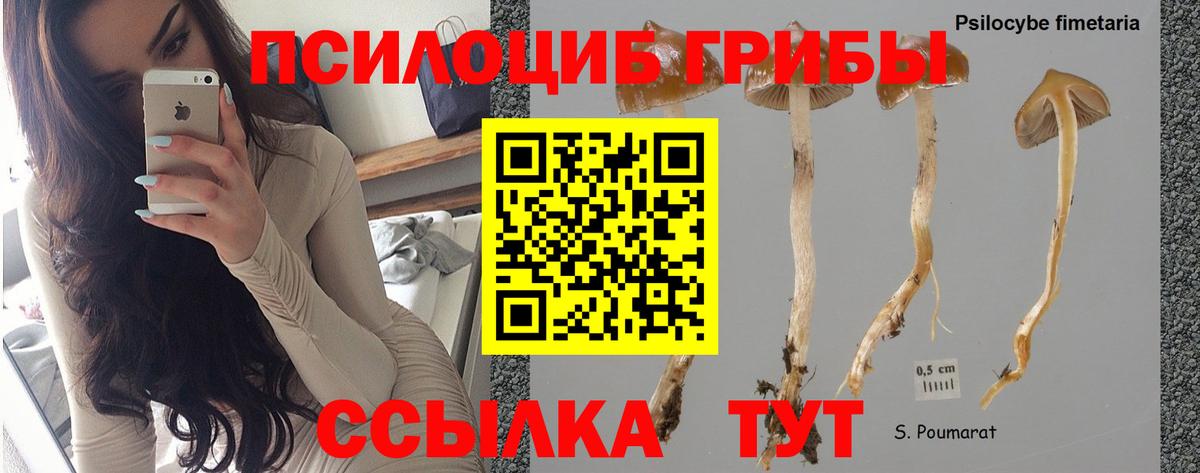 Галлюциногенные грибы Psilocybine cubensis Фрязино